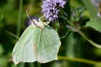 Gonepteryx rhamni