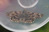 Carcharodus alceae