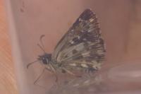 Pyrgus armoricanus