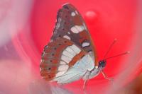 Limenitis camilla