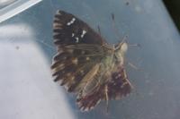 Carcharodus alceae