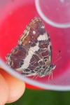 Araschnia levana