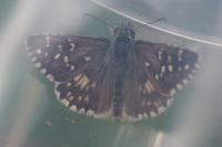 Pyrgus armoricanus