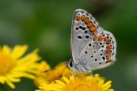 Aricia agestis