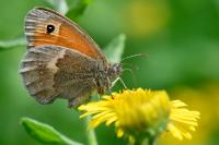 Coenonympha pamphilus