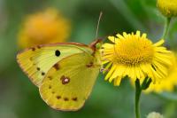 Colias alfacariensis