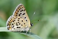Lycaena tityrus