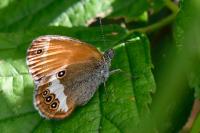 Coenonympha arcania