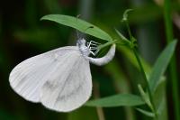 Leptidea sinapis