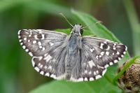 Pyrgus armoricanus