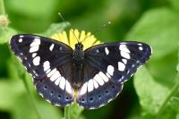 Limenitis reducta