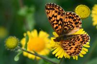 Boloria dia