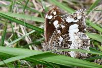 Brintesia circe