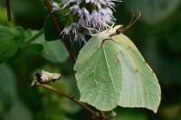 Gonepteryx rhamni