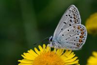 Polyommatus icarus