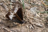 Hipparchia fagi