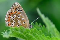 Lysandra bellargus