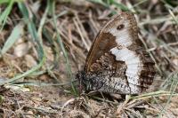 Hipparchia fagi