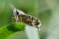 Pyrgus armoricanus