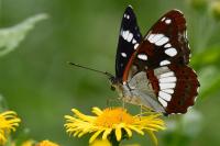 Limenitis reducta
