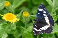 Limenitis reducta