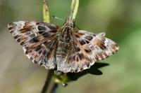 Carcharodus alceae