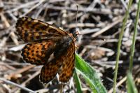 Melitaea didyma