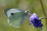 Pieris brassicae