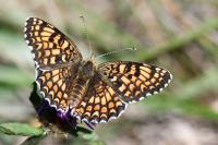 Melitaea phoebe