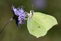 Gonepteryx rhamni