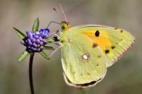 Colias crocea