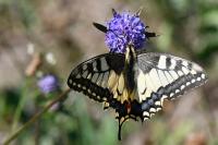 Papilio machaon