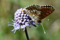 Melitaea cinxia