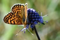 Melitaea cinxia