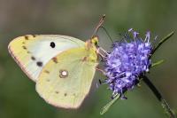 Colias crocea
