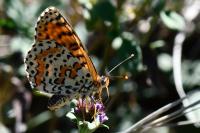 Melitaea didyma