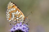 Melitaea phoebe