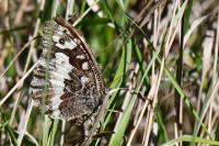 Brintesia circe
