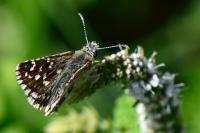 Pyrgus armoricanus