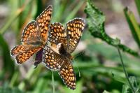 Melitaea phoebe