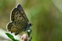 Lycaena tityrus