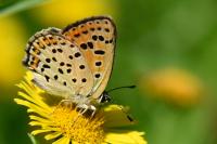 Lycaena tityrus