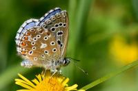 Lysandra bellargus