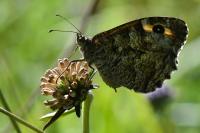 Hipparchia semele