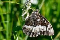 Brintesia circe