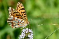 Issoria lathonia