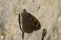 Lasiommata megera