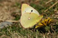 Colias alfacariensis