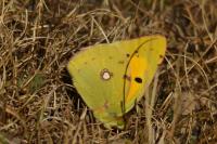 Colias crocea