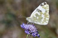 Pontia daplidice